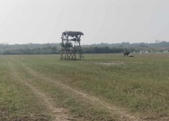 जङ्गली जनावरबाट किसानलाई बाली जोगाउन सकस