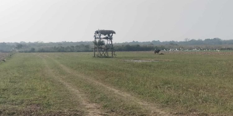 जङ्गली जनावरबाट किसानलाई बाली जोगाउन सकस