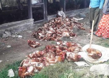 भुस्याहा कुकुरबाट मारिए चार लाख मूल्य बढीका कुखुरा