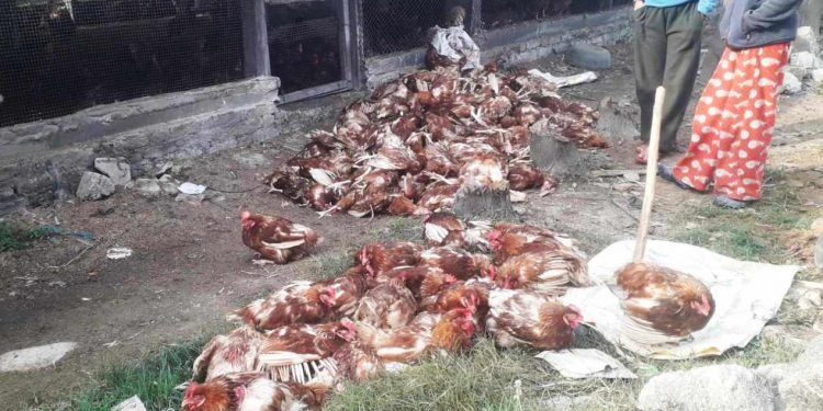 भुस्याहा कुकुरबाट मारिए चार लाख मूल्य बढीका कुखुरा