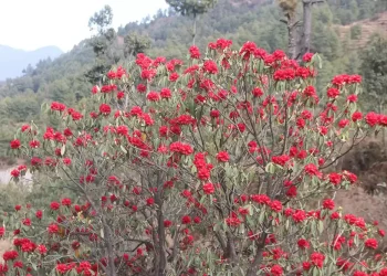माघमै फुल्यो लालीगुराँस