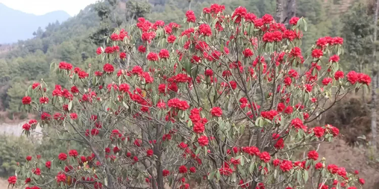 माघमै फुल्यो लालीगुराँस