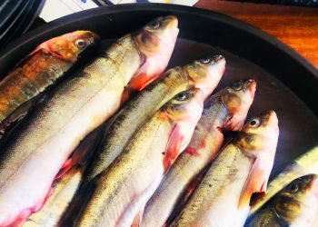 सङ्कटमा रिग्दी खोलाका असला माछा