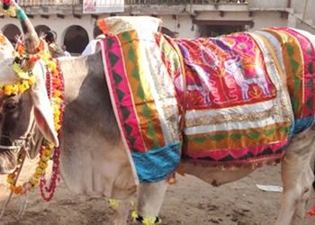 मिथिलाञ्चलमा वसन्तपञ्चमीः हलो र गोरु पूजा गरियो