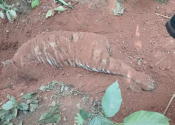 मारेर गाडेको अवस्थामा भेटियो पाटे बाघ