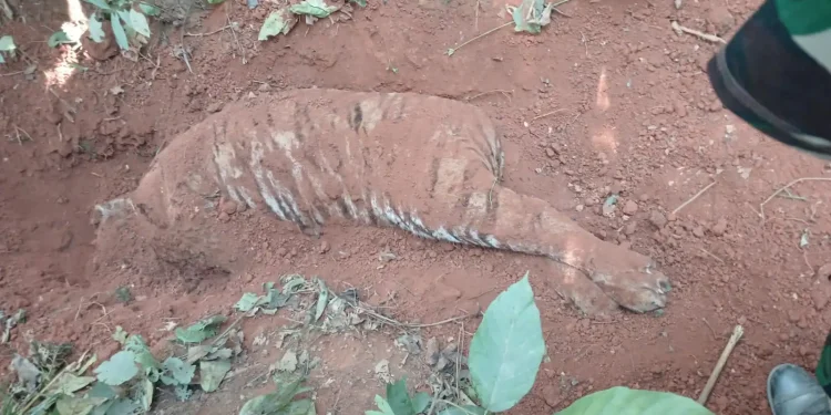 मारेर गाडेको अवस्थामा भेटियो पाटे बाघ