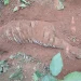 मारेर गाडेको अवस्थामा भेटियो पाटे बाघ