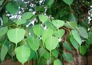 वास्तुशास्त्र अनुसार घर वरिपरि पिपलको विरुवा रोप्न वर्जित