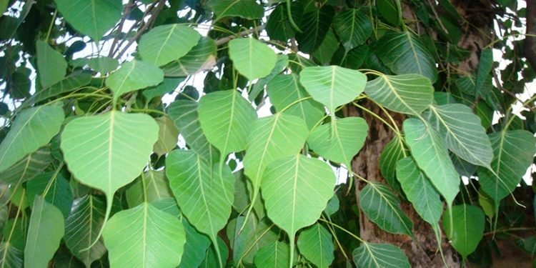 वास्तुशास्त्र अनुसार घर वरिपरि पिपलको विरुवा रोप्न वर्जित