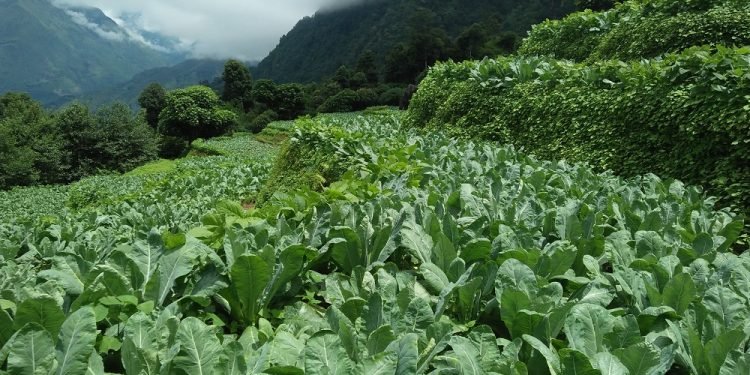 थोरै जग्गामा धेरै तरकारी फलाएर गतिलो आम्दानी गर्दै दलबहादुर