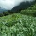 थोरै जग्गामा धेरै तरकारी फलाएर गतिलो आम्दानी गर्दै दलबहादुर