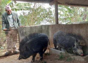 पार्टीले कारवाही गरेपछि कृषिमा रमाउँदै धर्मराज