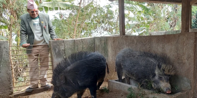 पार्टीले कारवाही गरेपछि कृषिमा रमाउँदै धर्मराज