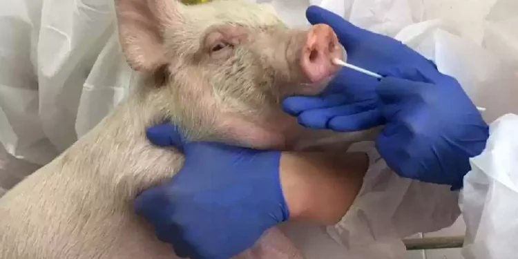 अफ्रिकन स्वाइन फिबरबाट पशुलाई बचाउन उच्च सतर्कता