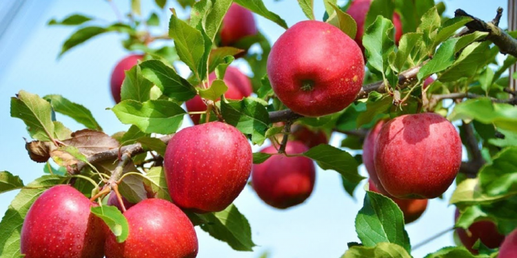 पर्वतमा पहिलोपटक व्यावसायिक स्याउखेती