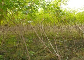 तरुल र सिमल खेतीतर्फ आकर्षित चुलाचुलीका किसान