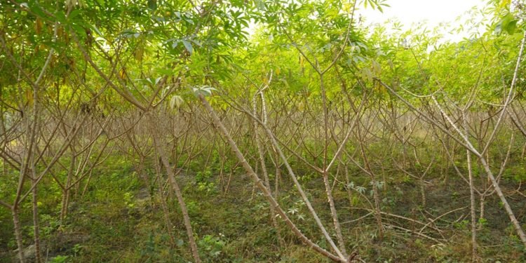 तरुल र सिमल खेतीतर्फ आकर्षित चुलाचुलीका किसान