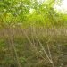 तरुल र सिमल खेतीतर्फ आकर्षित चुलाचुलीका किसान