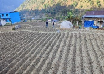 किसानलाई आलु खेतीतर्फ आकिर्षत गर्न क्षेत्र विस्तार