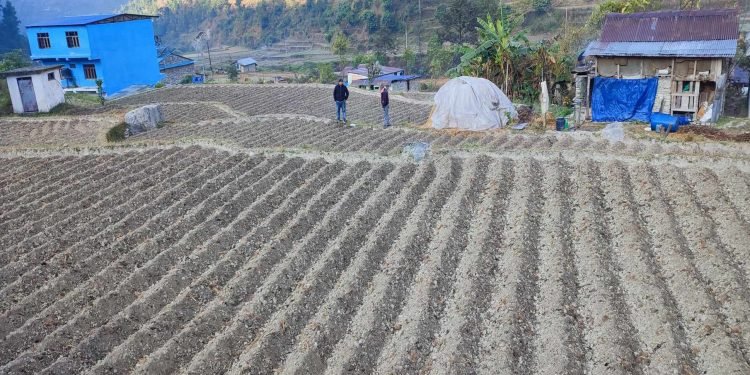 किसानलाई आलु खेतीतर्फ आकिर्षत गर्न क्षेत्र विस्तार