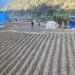 किसानलाई आलु खेतीतर्फ आकिर्षत गर्न क्षेत्र विस्तार