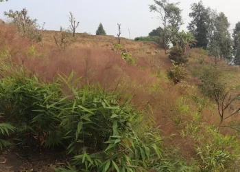 अम्रिसोको मूल्य घटेपछि किसान चिन्तित