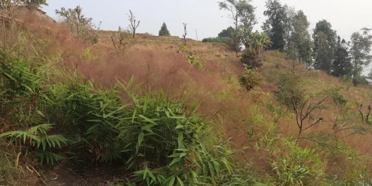 अम्रिसोको मूल्य घटेपछि किसान चिन्तित