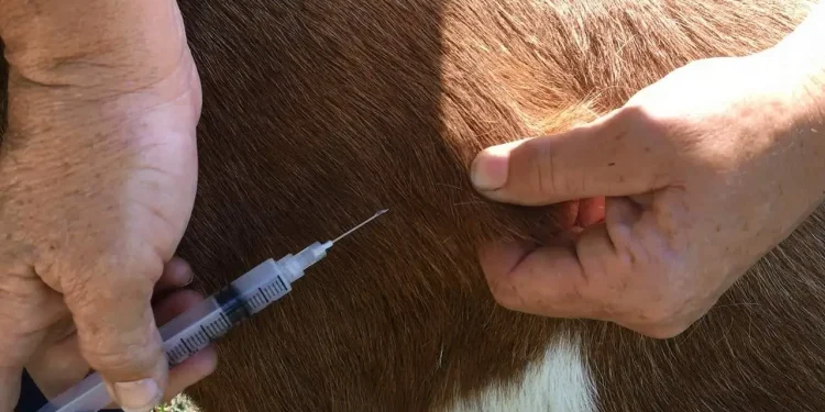 पाँच लाख ५० हजार बाख्रामा लगाइयो पिपीआर खोप