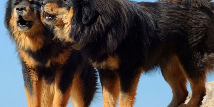 बाली जोगाउन पाणिनि गापाले दियो भोटे कुकुर, किसान दङ्ग