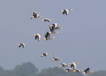 जाडो छल्ल नेपाल आएका चरा स्वदेश फर्किए