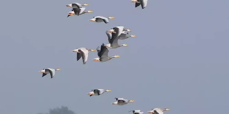 जाडो छल्ल नेपाल आएका चरा स्वदेश फर्किए