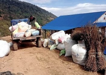 ताप्लेजुङका किसान पुनः चिराइतो खेतीतर्फ