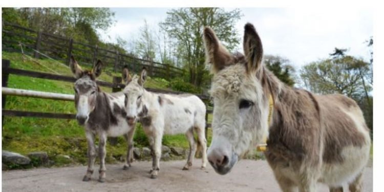 अफ्रिकाले लगायो गधा हत्यामा प्रतिबन्ध, चिनमा निर्यात नहुने भए पछि सुरू भयो टाउको दुखाइ