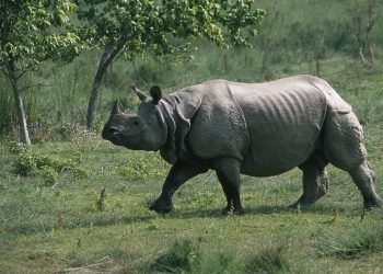 भाले गैँडा कोशीटप्पुमा स्थानान्तरण गरिने