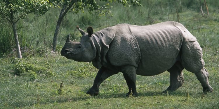 भाले गैँडा कोशीटप्पुमा स्थानान्तरण गरिने