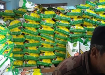 डोटीमा उत्पादित मकैको बिउ झापामा बिक्री