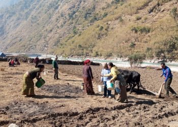 सामूहिक खेतीबाट आत्मनिर्भर बन्दै मनाङका महिला