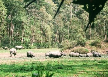 दुर्लभ दृष्यः एकै ठाउँमा नौ गैँडा