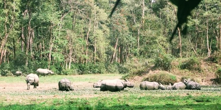 दुर्लभ दृष्यः एकै ठाउँमा नौ गैँडा