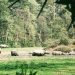 दुर्लभ दृष्यः एकै ठाउँमा नौ गैँडा