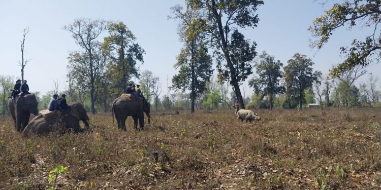 कावासोतीबाट गैँडा स्थानान्तरण सुरु