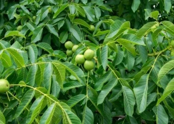 हाडे ओखरको बिरुवा दाँते भएपछि….