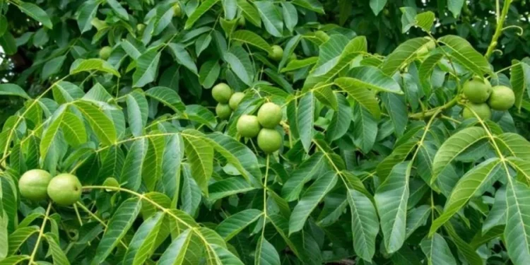 हाडे ओखरको बिरुवा दाँते भएपछि….