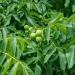 हाडे ओखरको बिरुवा दाँते भएपछि….