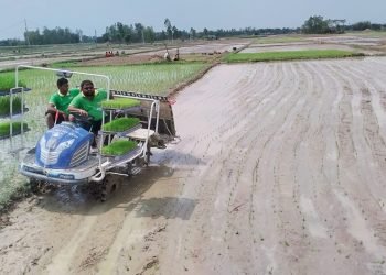 चैते धानखेतीमा झापाका किसानको आकर्षण बढ्दो