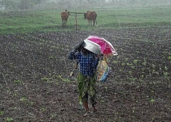 छ महिनापछि हिउँदे वर्षा, किसान खुसी