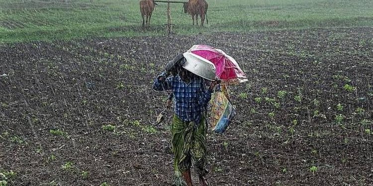 छ महिनापछि हिउँदे वर्षा, किसान खुसी
