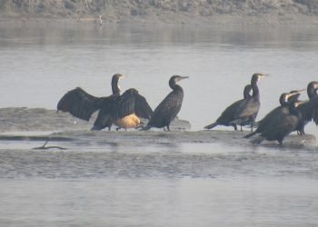 कोशीटप्पुमा चराको सङ्ख्या घट्यो