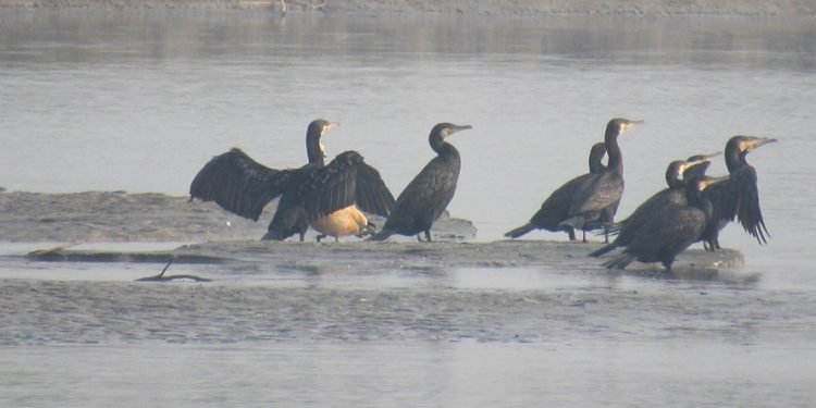 कोशीटप्पुमा चराको सङ्ख्या घट्यो