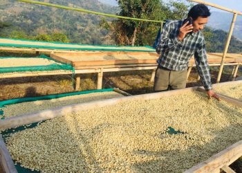 कफी खेतीबाट वार्षिक १३ लाख आम्दानीः ‘कृषि कर्म गरेर पनि मनग्य कमाउन सकिन्छ’